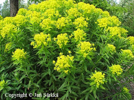 Euphorbia palustris - rantatyrkki - krrtrel